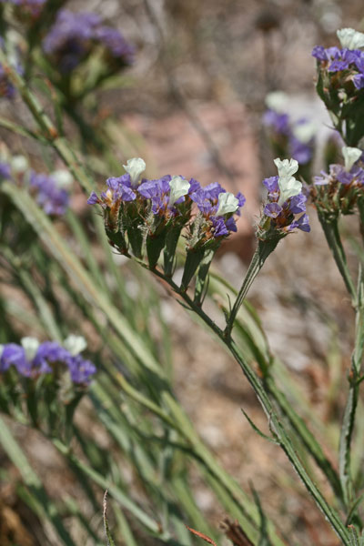 Linmonium sinuatum