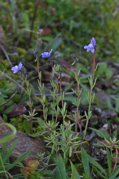 Linaria arvensis, Linajola campestre, Linaria dei campi, Angolieddas, Angolias