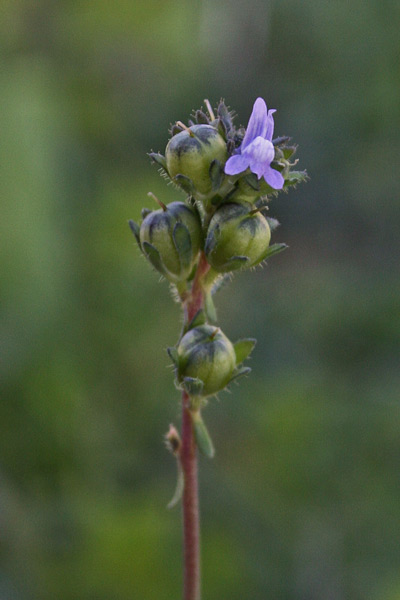 Linaria arvensis, Linajola campestre, Linaria dei campi, Angolieddas, Angolias