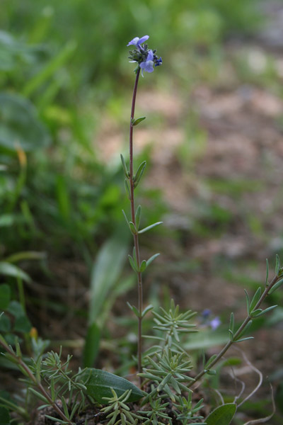 Linaria arvensis, Linajola campestre, Linaria dei campi, Angolieddas, Angolias