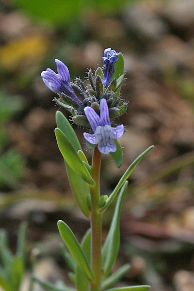 Linaria micrantha, Linajola minima, Angolieddas, Angolias