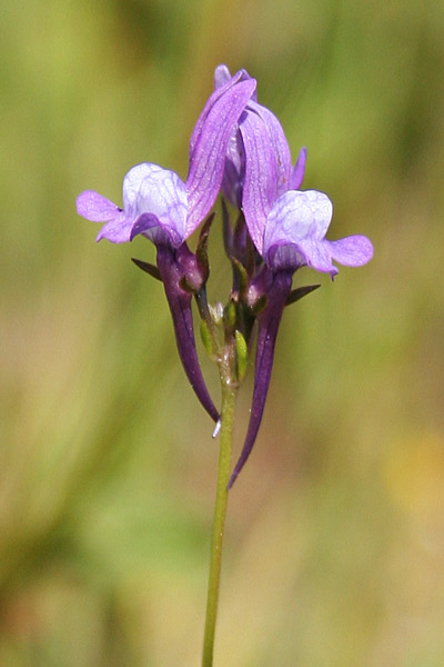 Linaria pelisseriana, Linajola di Pellicier, Linaria di Pellicier, Angolieddas, Angolias, Bucchixedd'e lioni