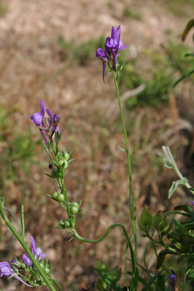 Linaria pelisseriana, Linajola di Pellicier, Linaria di Pellicier, Angolieddas, Angolias, Bucchixedd'e lioni