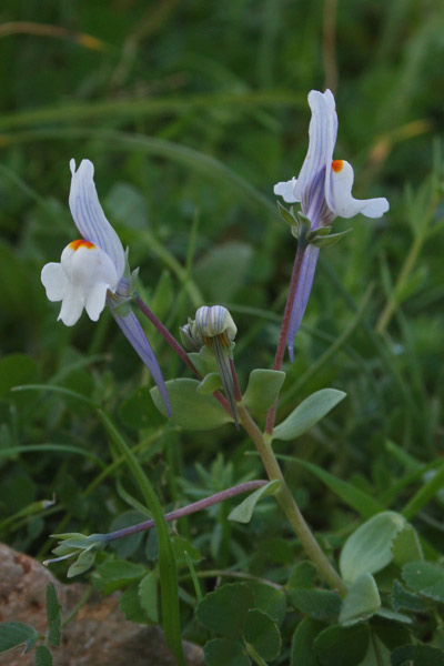 Linaria reflexa, Linaiola riflessa, Angolieddas, Angolias, Bucchixedd'e lioni