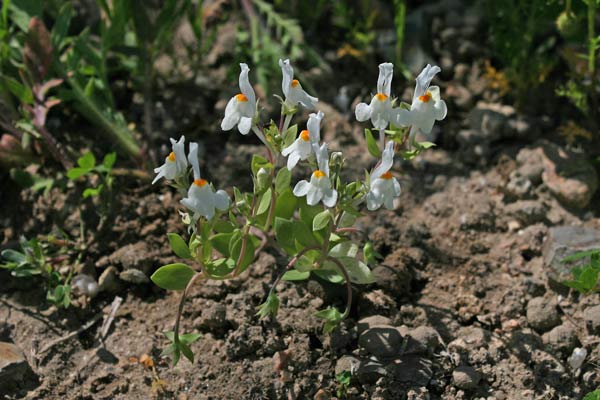 Linaria reflexa, Linaiola riflessa, Angolieddas, Angolias, Bucchixedd'e lioni