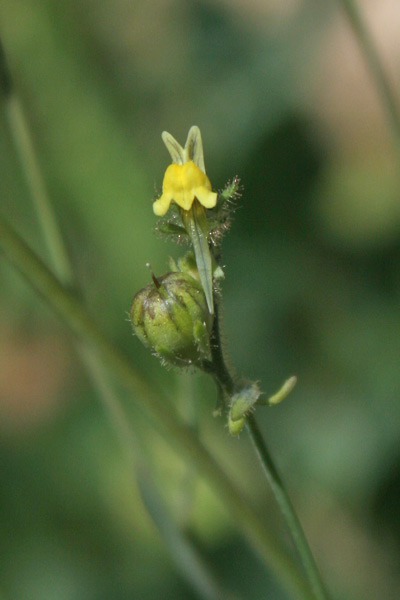 Linaria simplex, Linaiola piccola, Angolieddas, Angolias, Bucchixedd'e lioni