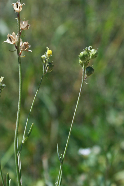 Linaria simplex, Linaiola piccola, Angolieddas, Angolias, Bucchixedd'e lioni