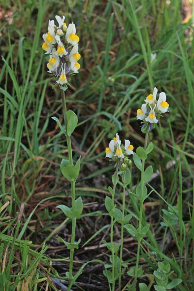 Linaria triphylla, Linajola trifogliata, Angolias, Angolieddas, Angulias