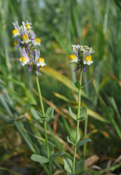 Linaria triphylla, Linajola trifogliata, Angolias, Angolieddas, Angulias