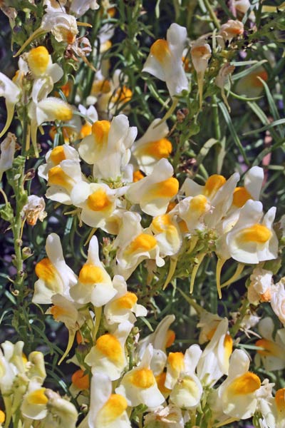 Linaria vulgaris, Linaria comune, Angolias, Angolieddas, Bucchixedd'e lioni