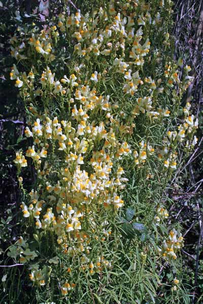 Linaria vulgaris, Linaria comune, Angolias, Angolieddas, Bucchixedd'e lioni
