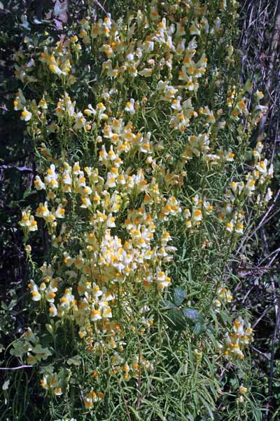 Linaria vulgaris, Linaria comune, Angolias, Angolieddas, Bucchixedd'e lioni