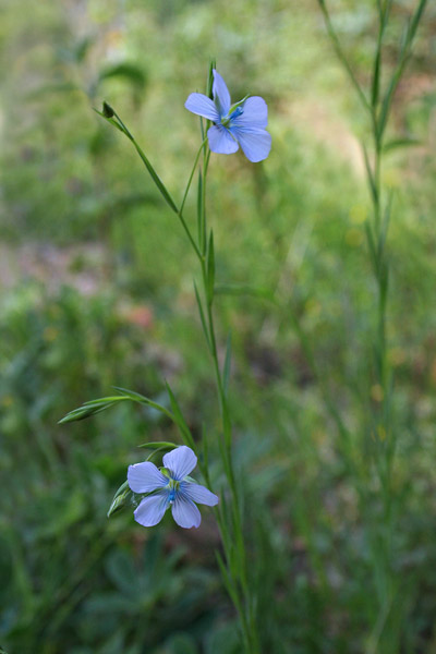 Linum usitatissimum subsp. angustifolium, Lino bienne, Lino selvatico, Linu burdu