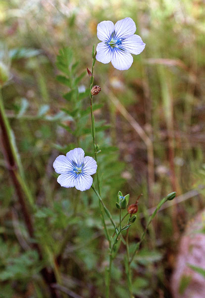 Linum usitatissimum subsp. angustifolium, Lino bienne, Lino selvatico, Linu burdu