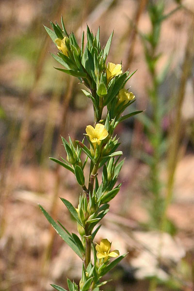 Linum strictum, Lino minore, Linu areste, Linu burdu