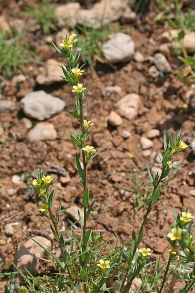 Linum strictum, Lino minore, Linu areste, Linu burdu