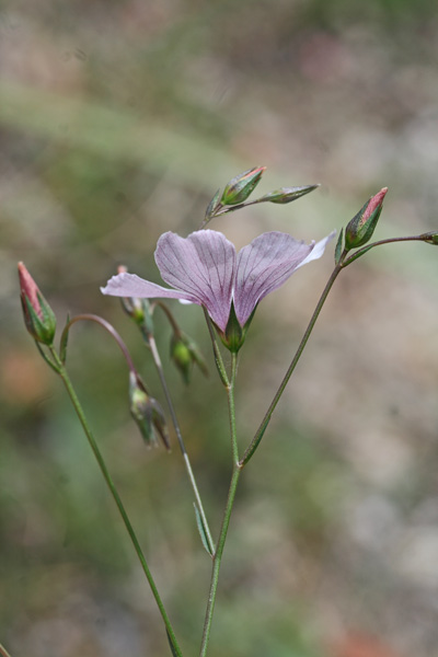 Linum tenuifolium, Lino a foglie sottili, Lino a foglie strette, Lino montano, Linu aresti