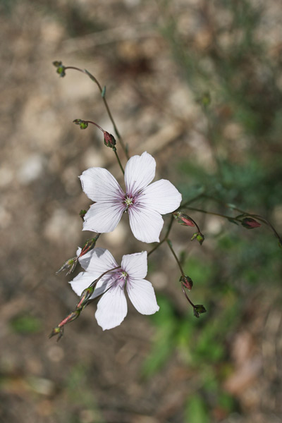 Linum tenuifolium, Lino a foglie sottili, Lino a foglie strette, Lino montano, Linu aresti