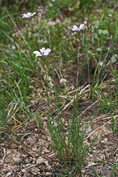 Linum tenuifolium, Lino a foglie sottili, Lino a foglie strette, Lino montano, Linu aresti