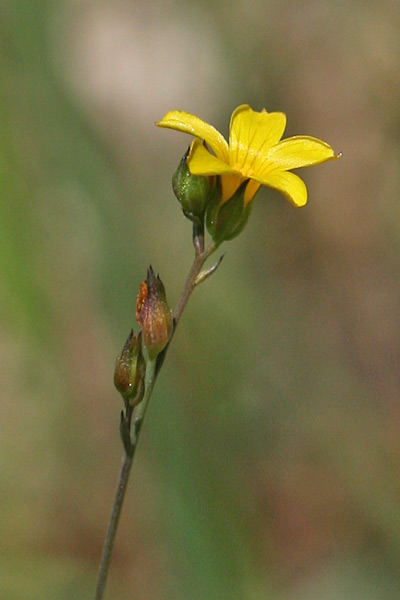 Linum trigynum, Lino spinato