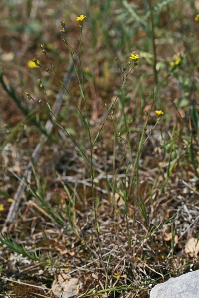 Linum trigynum, Lino spinato