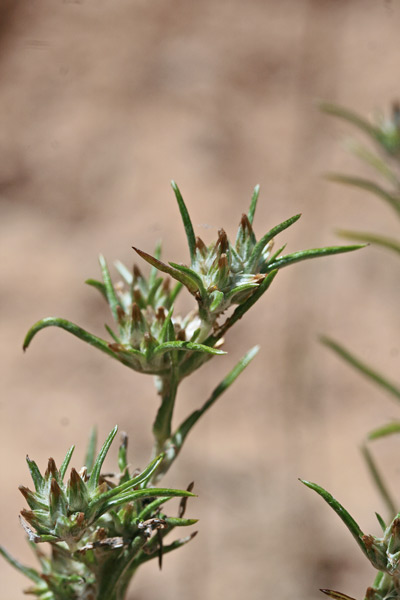 Logfia gallica, Bambagia francese, Elva bianca, Erba bianca