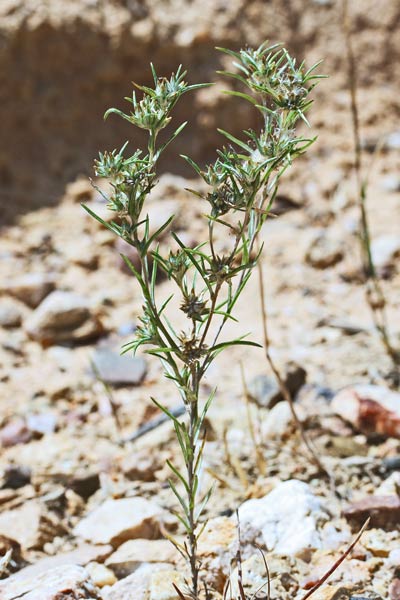 Logfia gallica, Bambagia francese, Elva bianca, Erba bianca