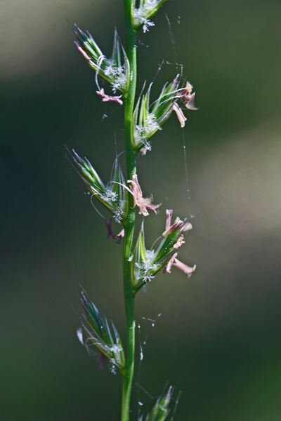 Lolium multiflorum, Loglietto, Loglio maggiore, Loiessa, Allorgiu, Gioddu arestu, Loggiu