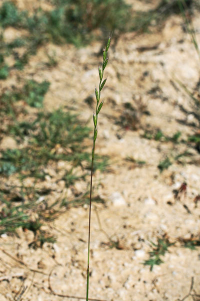 Lolium multiflorum, Loglietto, Loglio maggiore, Loiessa, Allorgiu, Gioddu arestu, Loggiu