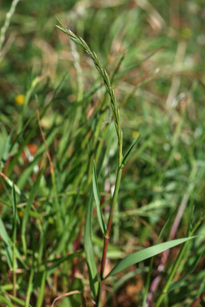 Lolium rigidum, Loglio rigido, Allorgiu, Gioddu aresti, Lozzu, Lullu, Ollargiu, Zizzania