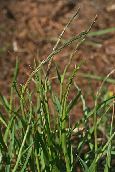 Lolium rigidum, Loglio rigido, Allorgiu, Gioddu aresti, Lozzu, Lullu, Ollargiu, Zizzania