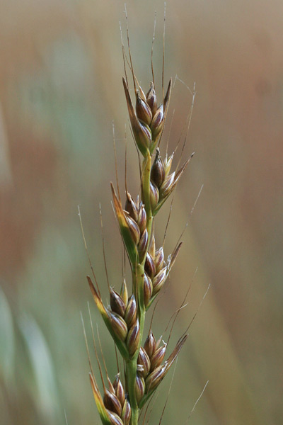 Lolium temulentum, Loglio ubriacante, Zizzania, Allorgiu malu, Fanguissimu, Gioddu, Lozzu, Lullu malu, Olorgiu, Zizzania