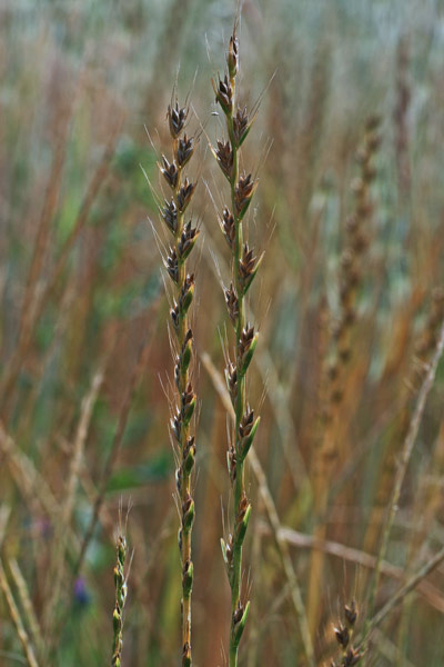 Lolium temulentum, Loglio ubriacante, Zizzania, Allorgiu malu, Fanguissimu, Gioddu, Lozzu, Lullu malu, Olorgiu, Zizzania