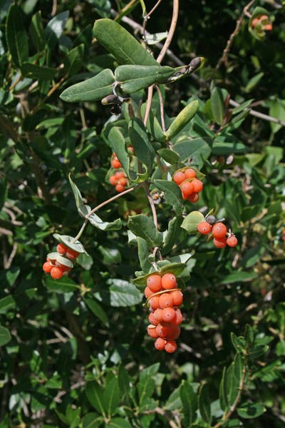 Lonicera implexa, Caprifoglio mediterraneo, Madreselva, Badangiu, Balanzu, Caprivuddu, Linna crabina, Mammelinna