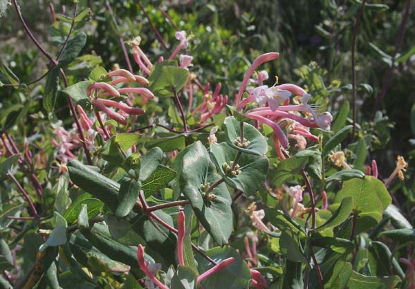 Lonicera implexa, Caprifoglio mediterraneo, Madreselva, Badangiu, Balanzu, Caprivuddu, Linna crabina, Mammelinna