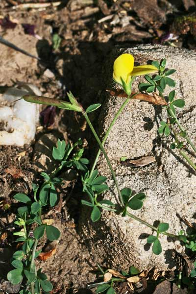 Lotus corniculatus subsp. alpinus, Ginestrino alpino, Travulleddu, Trevulleddu