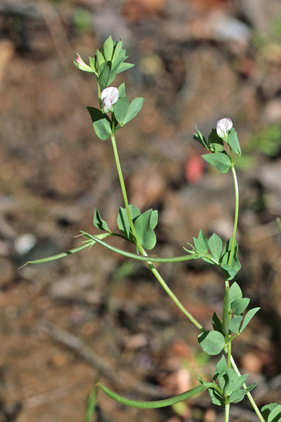 Lotus conimbricensis, Ginestrino di Coimbra