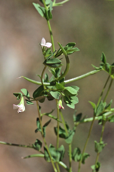 Lotus conimbricensis, Ginestrino di Coimbra