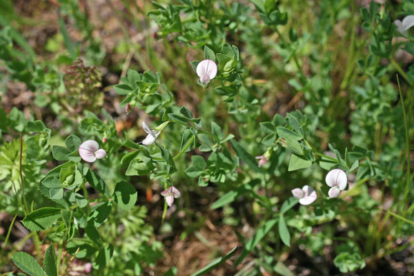 Lotus conimbricensis, Ginestrino di Coimbra