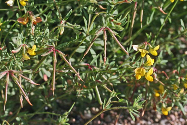 Lotus corniculatus subsp. corniculatus, Ginestrino comune, Mullaghera, Travulleddu, Trevulleddu