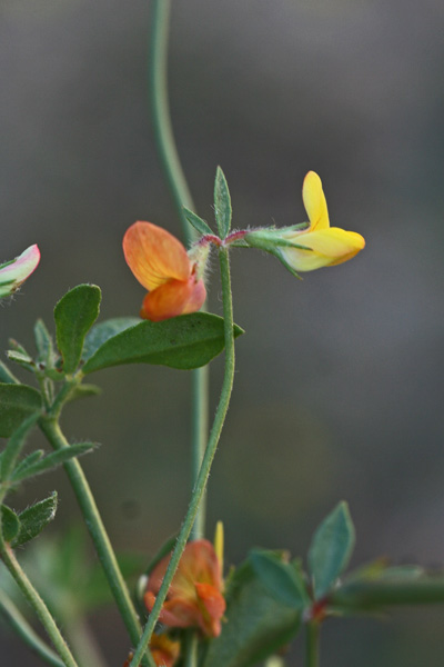 Lotus corniculatus subsp. corniculatus, Ginestrino comune, Mullaghera, Travulleddu, Trevulleddu