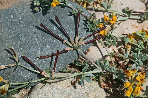 Lotus creticus, Ginestrino delle scogliere, Trevulleddu