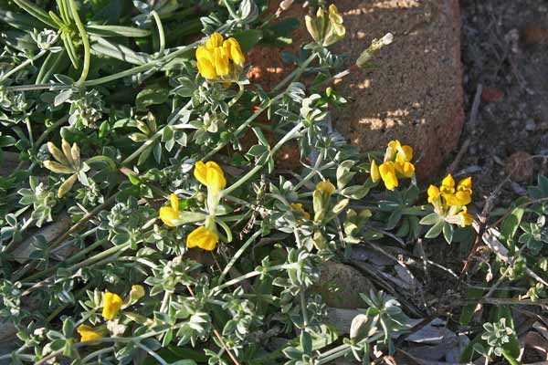 Lotus creticus, Ginestrino delle scogliere, Trevulleddu