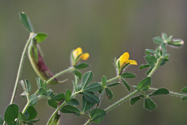 Lotus edulis, Ginestrino commestibile, Angaturra, Dunghedda, Gallauna, Ungedda, Unghedda