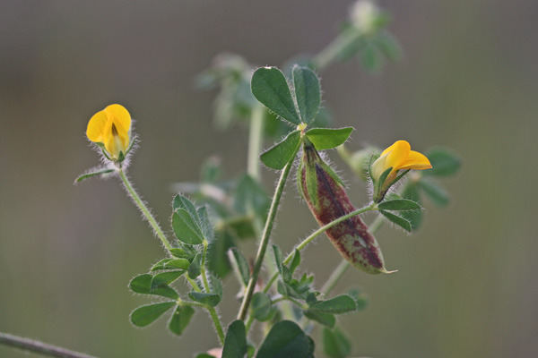 Lotus edulis, Ginestrino commestibile, Angaturra, Dunghedda, Gallauna, Ungedda, Unghedda