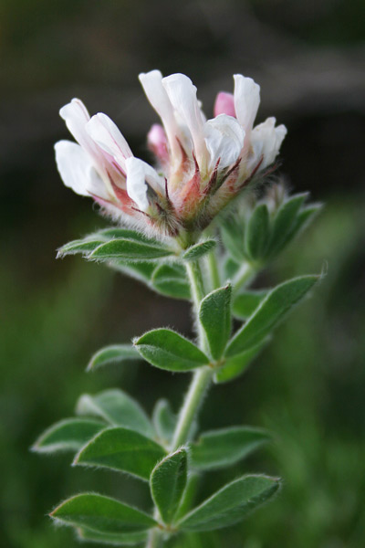 Lotus hirsutus, Erba velia, Trifoglino irsuto, Trevulleddu, Trivozzu caddinu