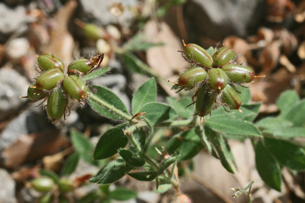 Lotus hirsutus, Erba velia, Trifoglino irsuto, Trevulleddu, Trivozzu caddinu