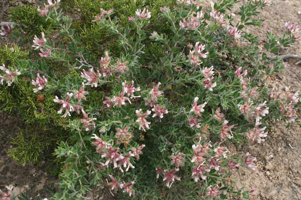 Lotus hirsutus, Erba velia, Trifoglino irsuto, Trevulleddu, Trivozzu caddinu