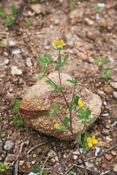 Lotus ornithopodioides, Ginestrino pie' d'uccello, Pei de pilloni