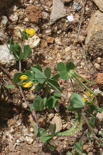 Lotus ornithopodioides, Ginestrino pie' d'uccello, Pei de pilloni